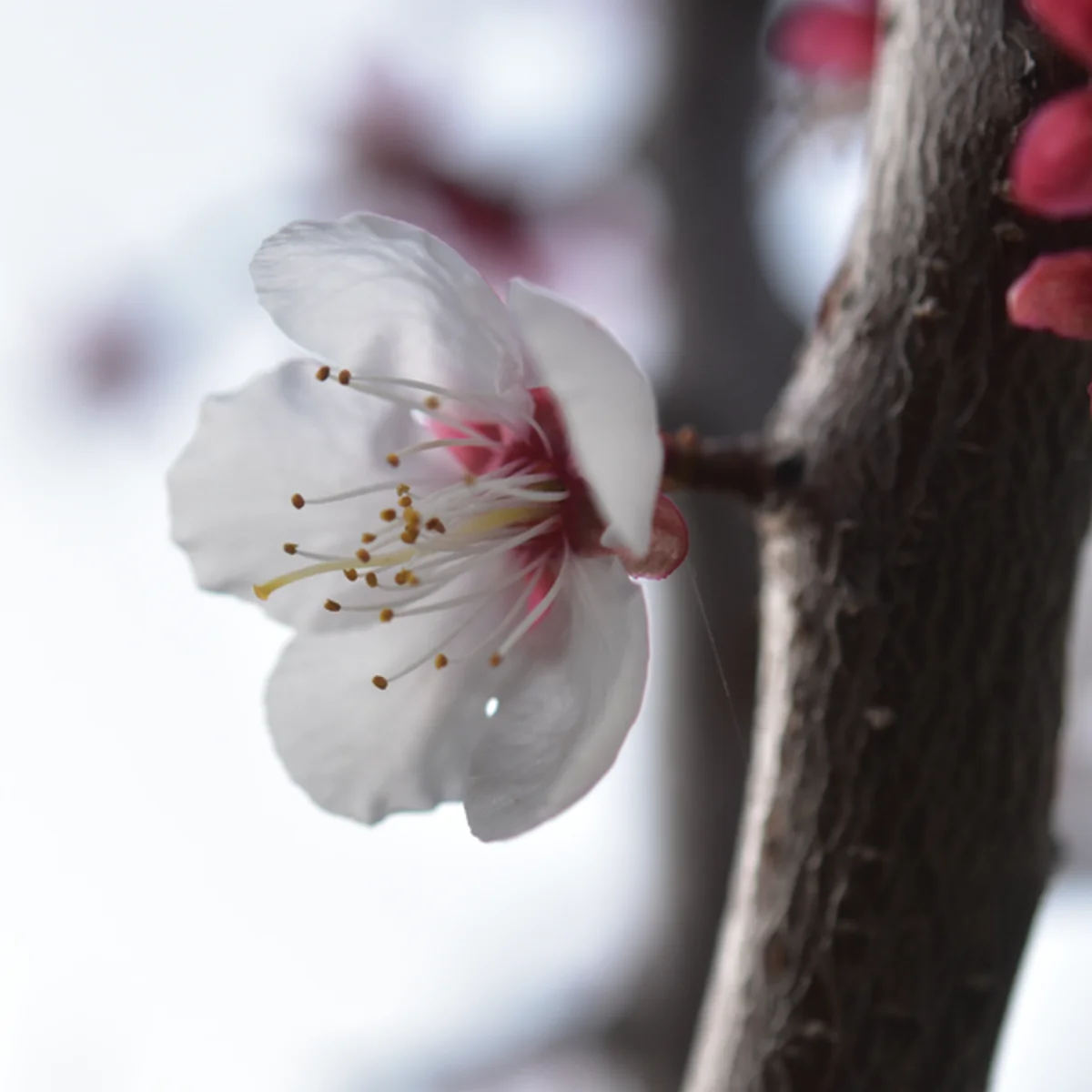 4月19日のまだ残っているウメの花