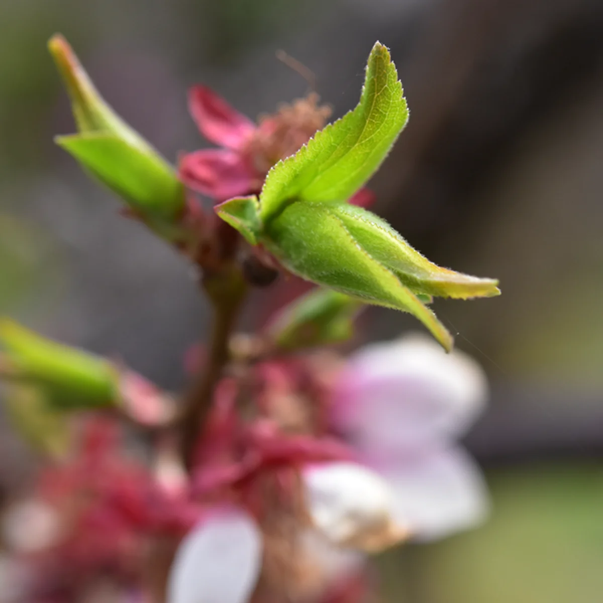 4月20日の葉が出始めた頃のウメの花