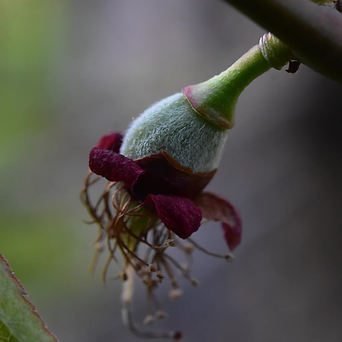4月26日の花びらが落ち子房が膨らみ始めたウメの花