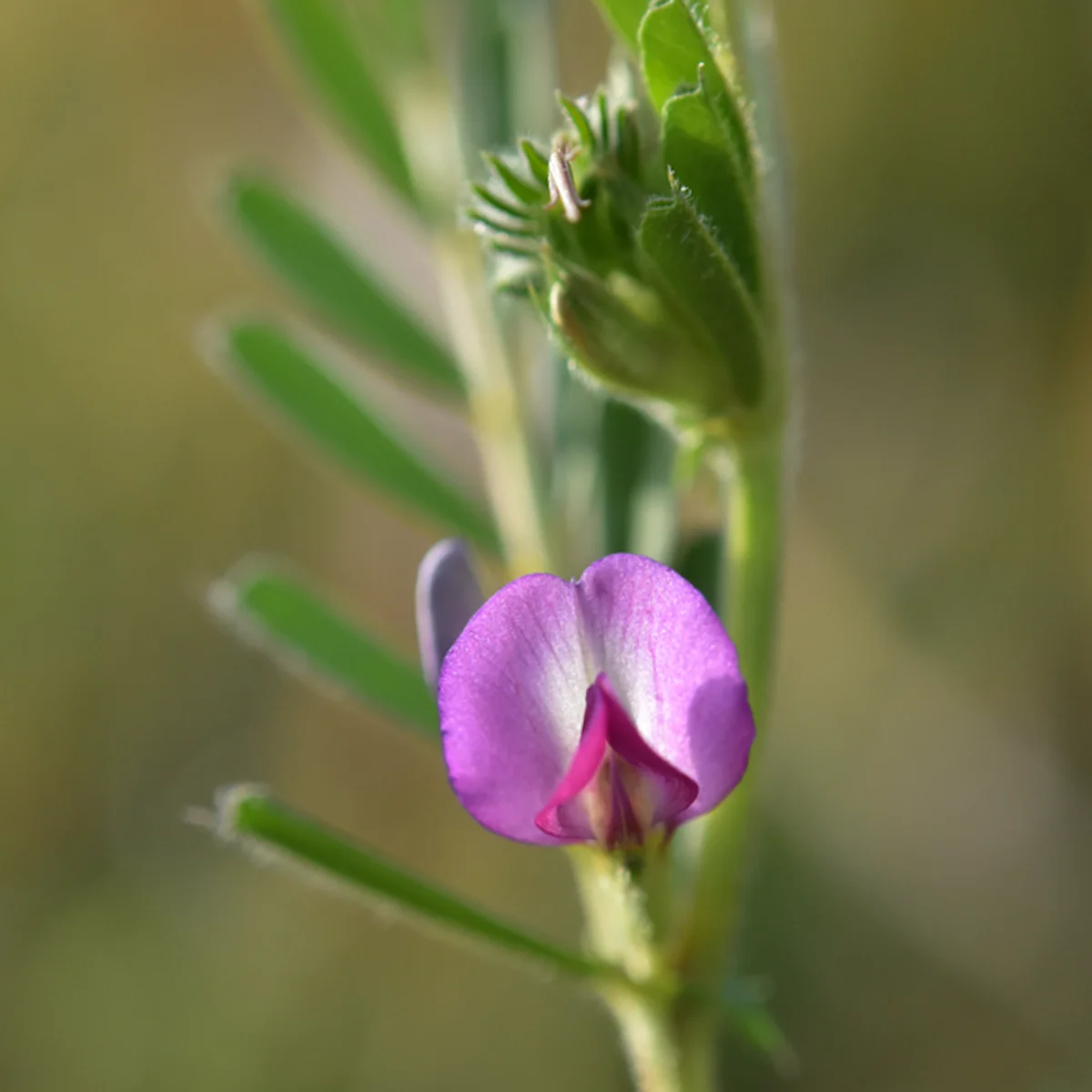 カラスノエンドウ