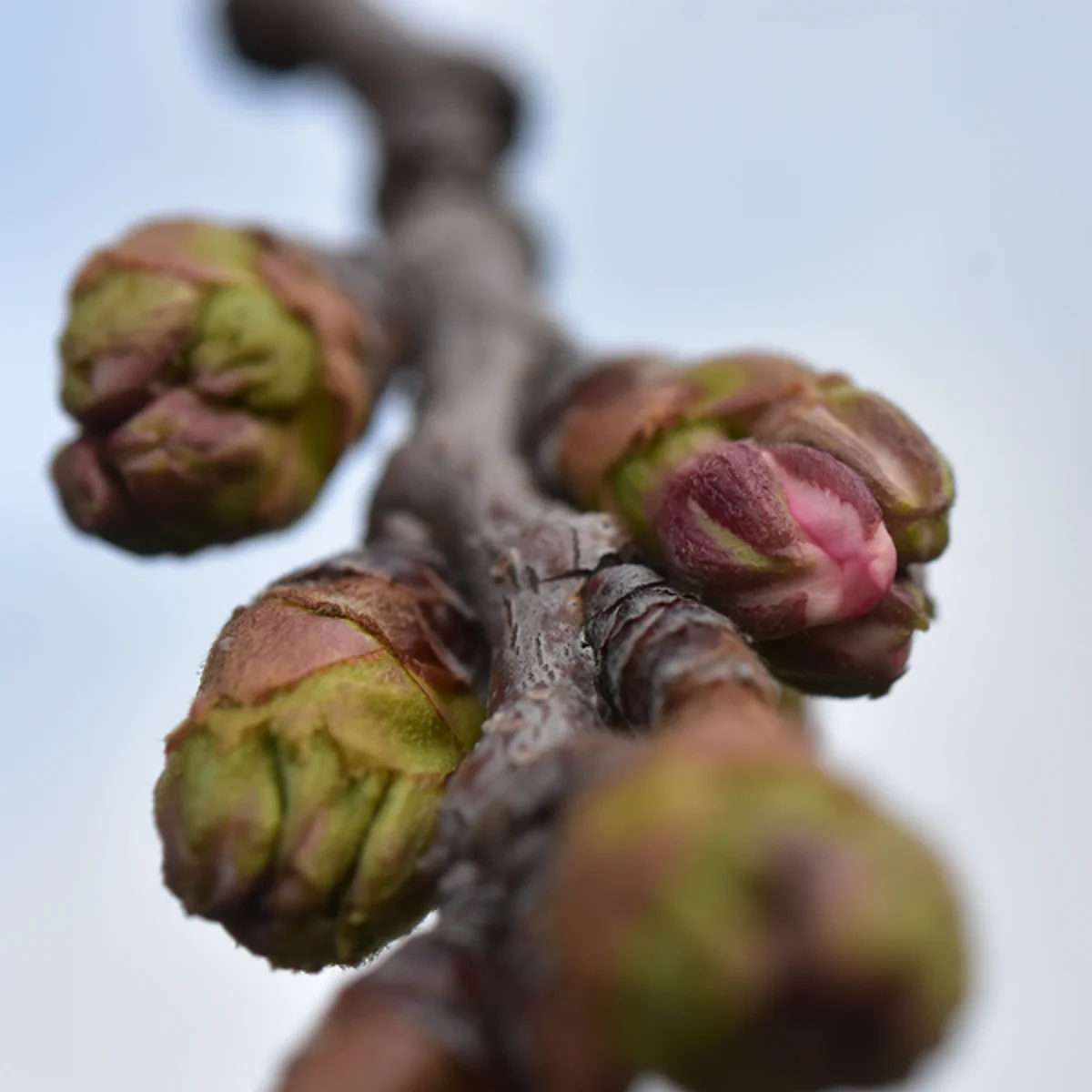 ソメイヨシノつぼみ