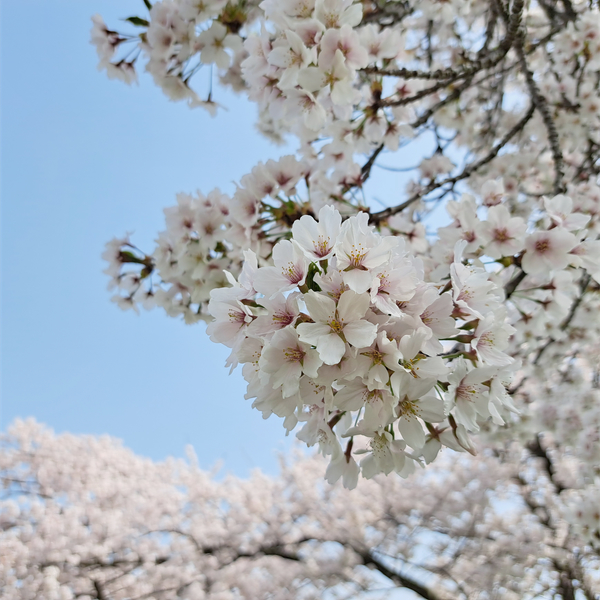 ソメイヨシノ