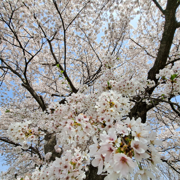 ソメイヨシノ