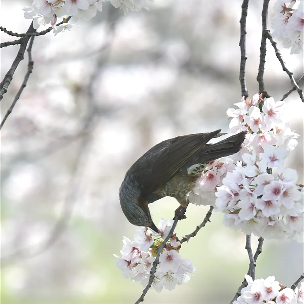 吸蜜するヒヨドリ