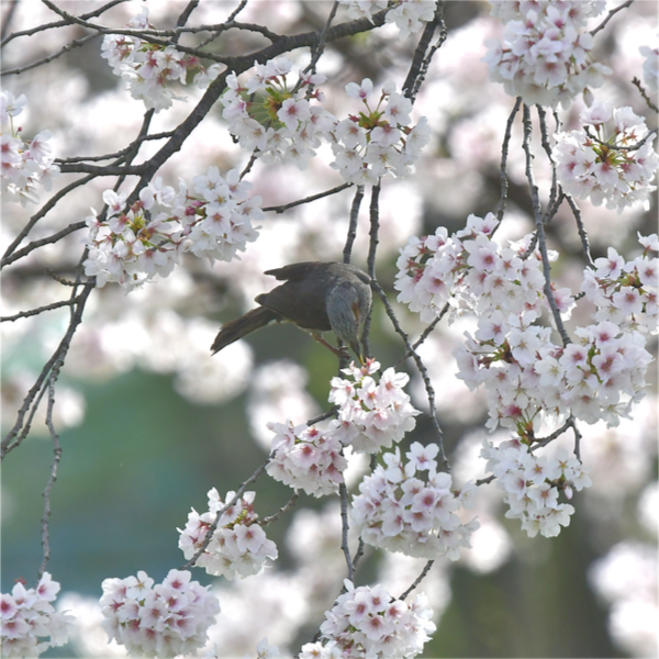 吸蜜するヒヨドリ