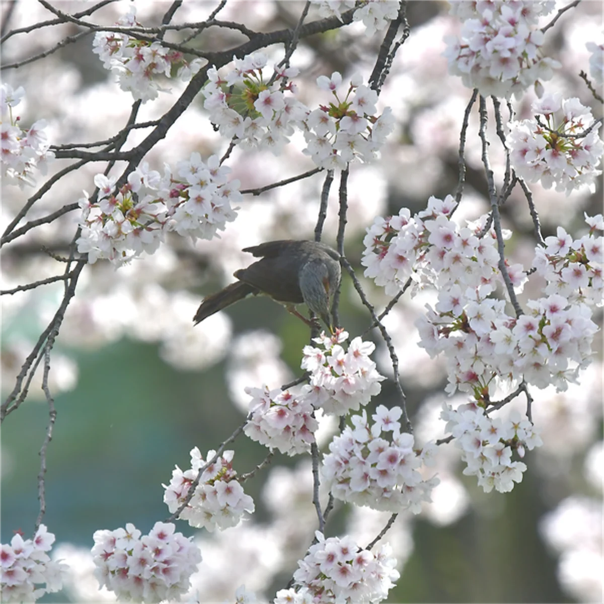 吸蜜するヒヨドリ