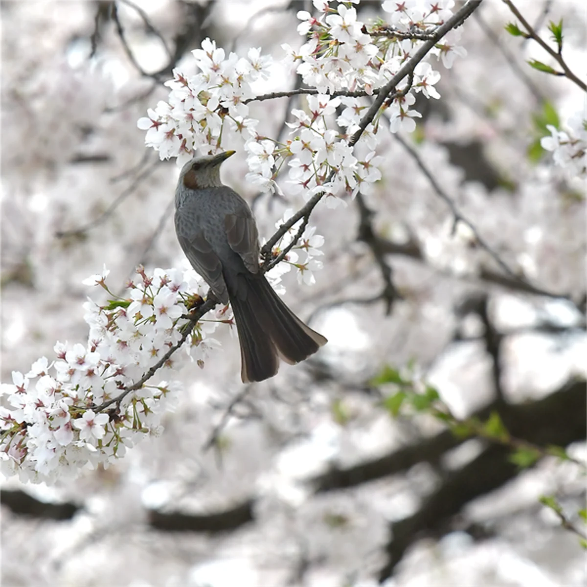 吸蜜するヒヨドリ