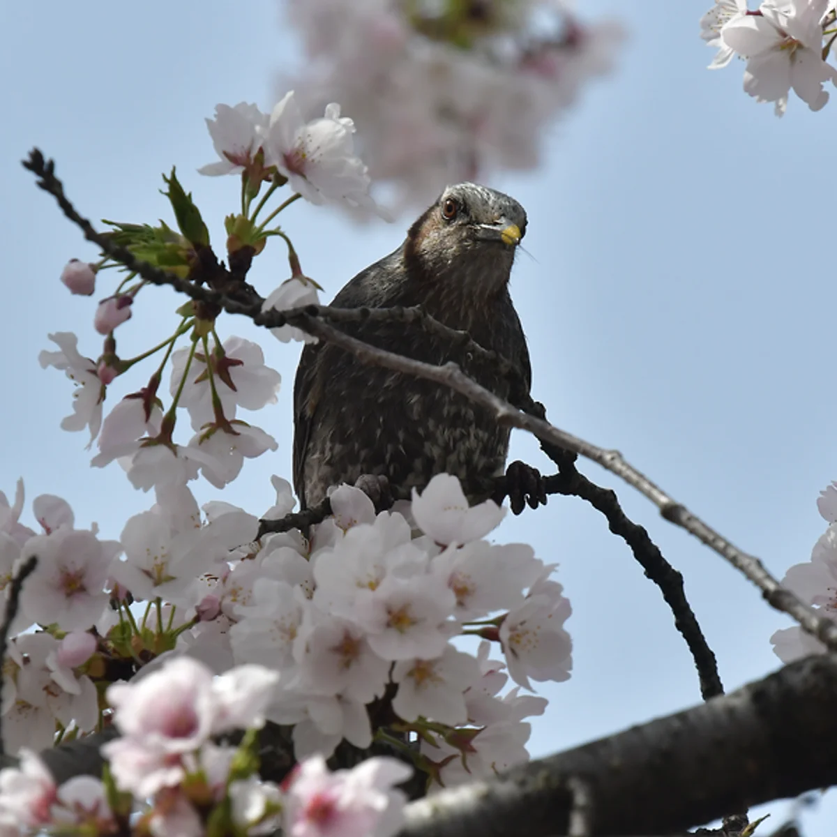 吸蜜するヒヨドリ