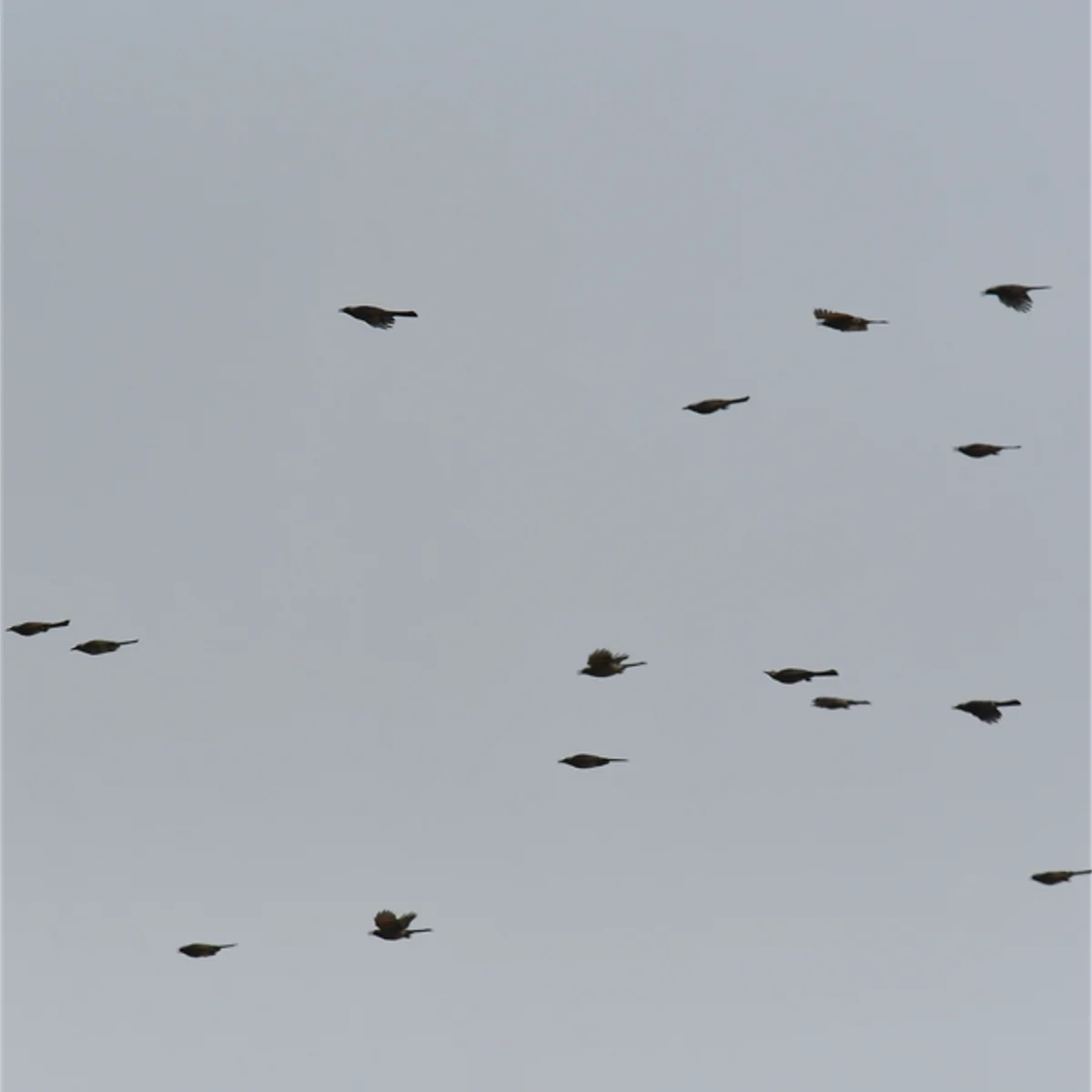 北上するヒヨドリの群れ