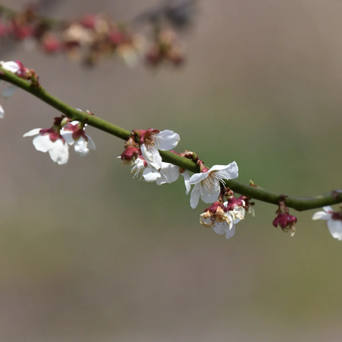 散りかけのウメ