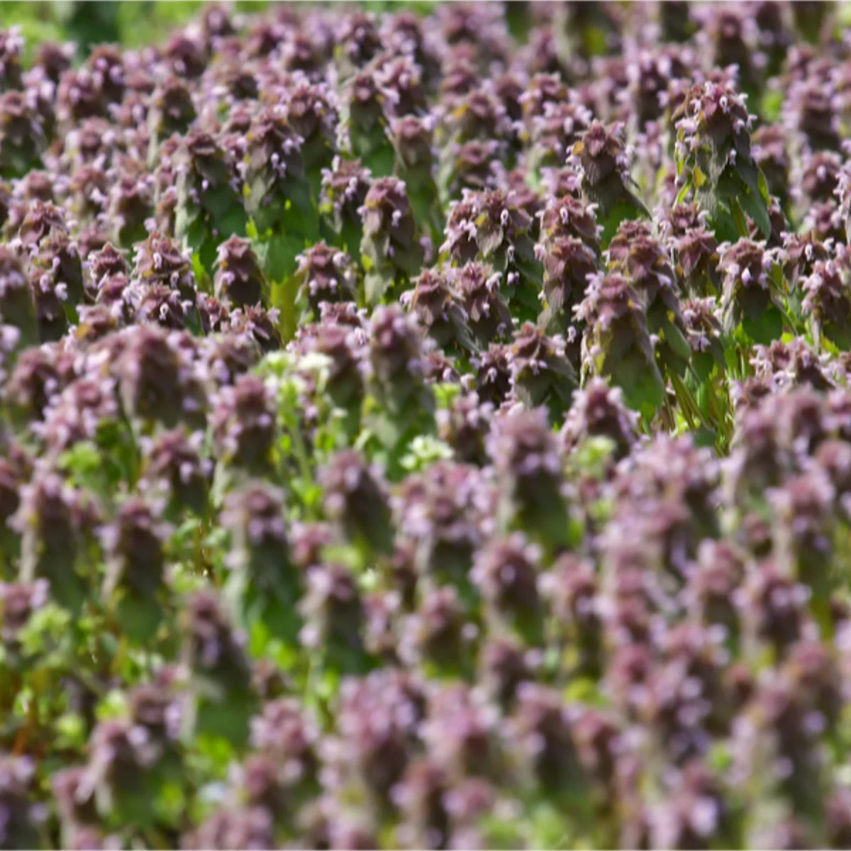 ヒメオドリコソウ