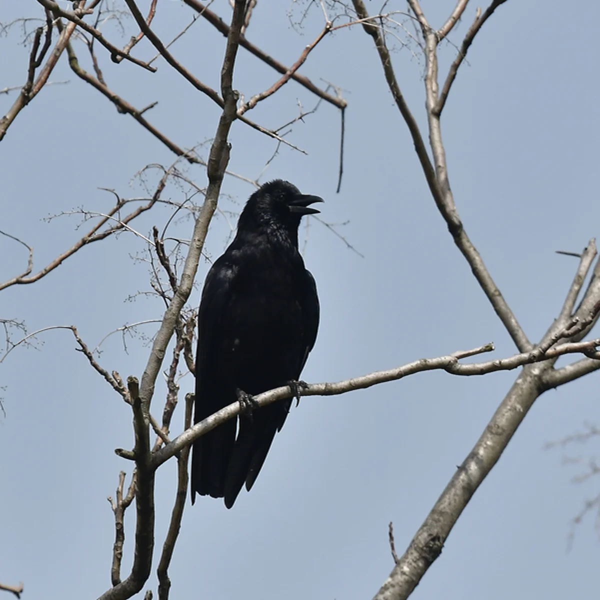 ハシボソガラス