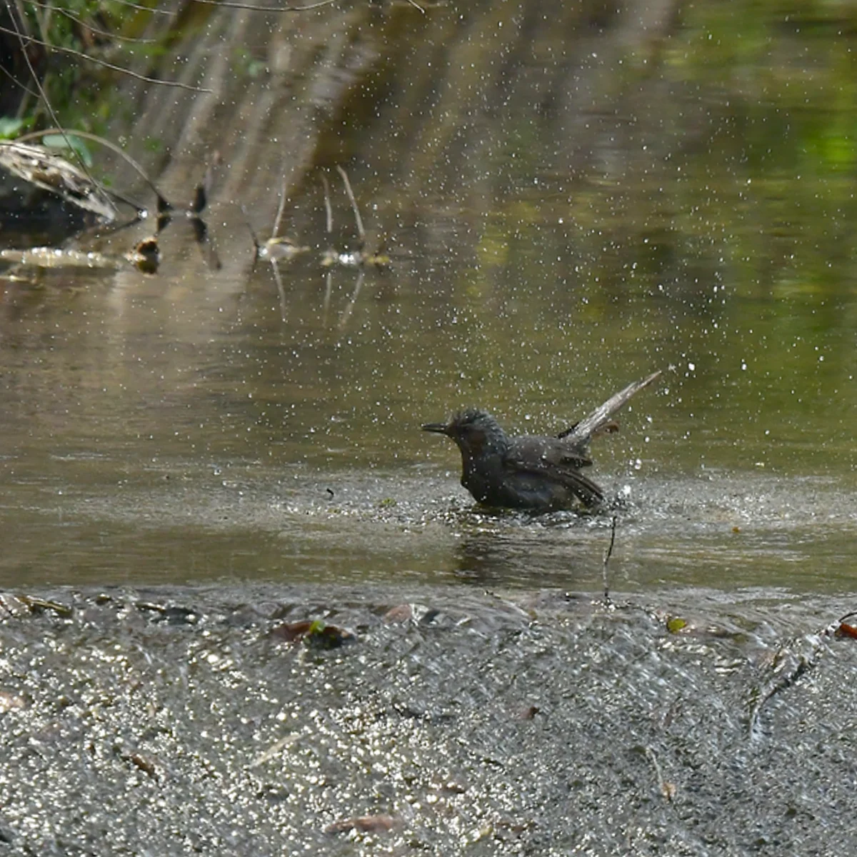 ヒヨドリの水浴び