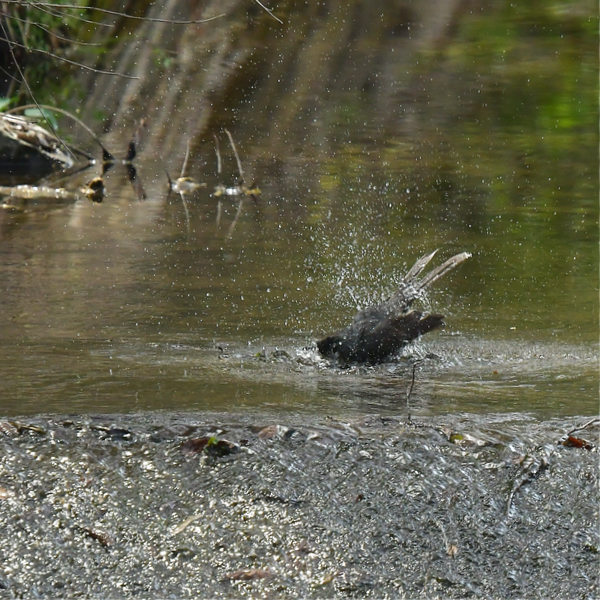 ヒヨドリの水浴び