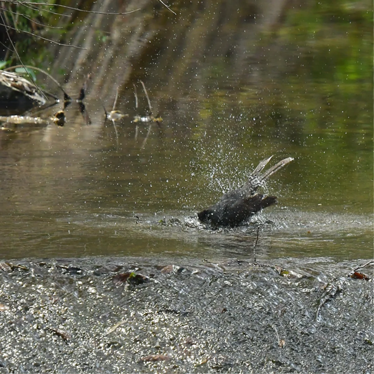 ヒヨドリの水浴び