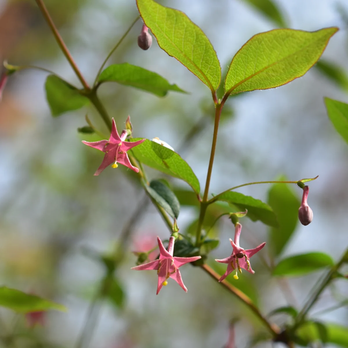 ウグイスカグラ