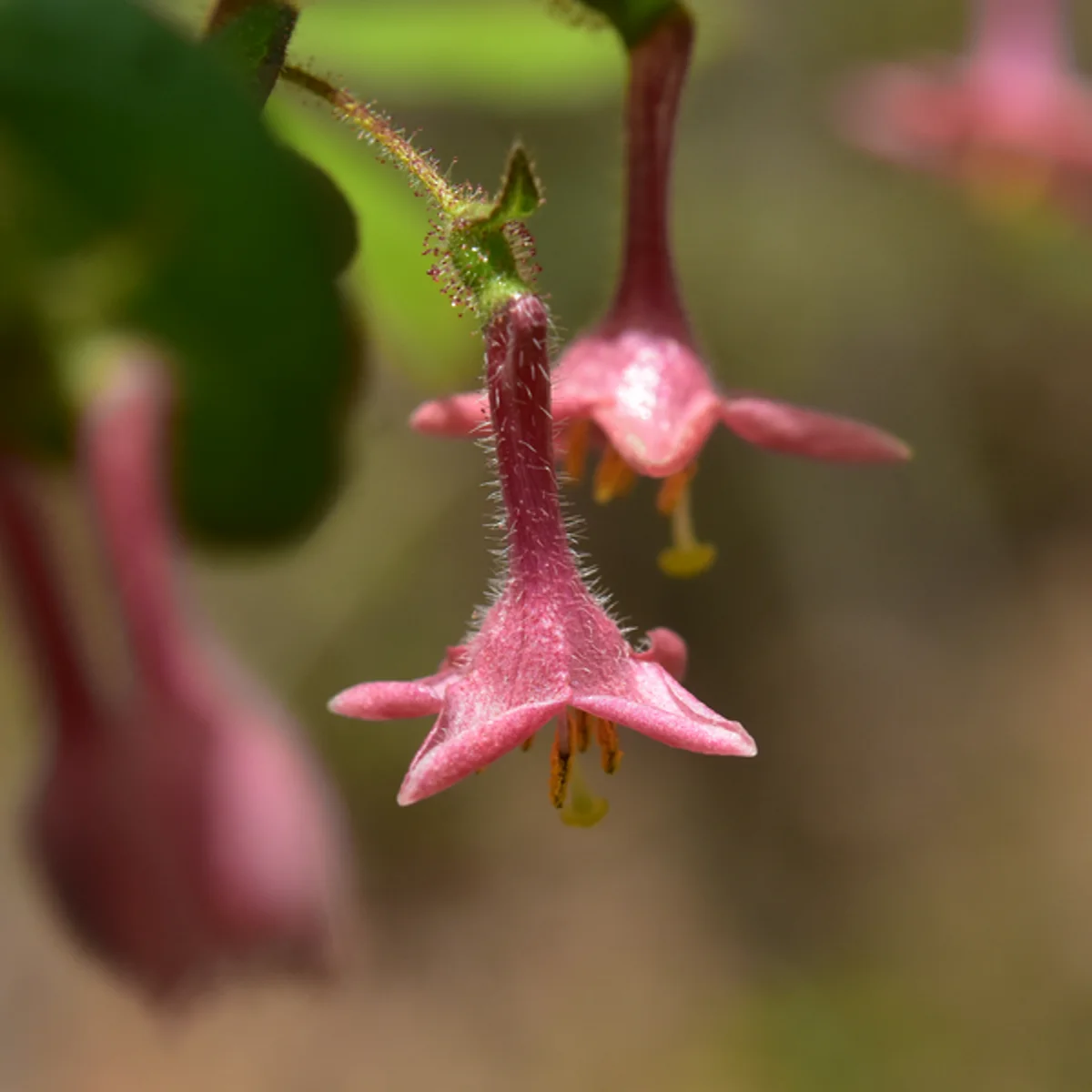 ウグイスカグラ