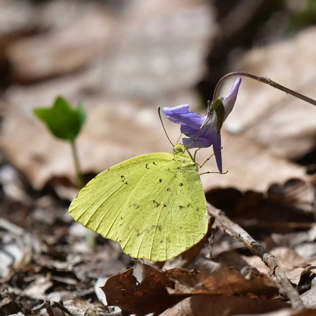 タチツボスミレで吸蜜していたキタキチョウ