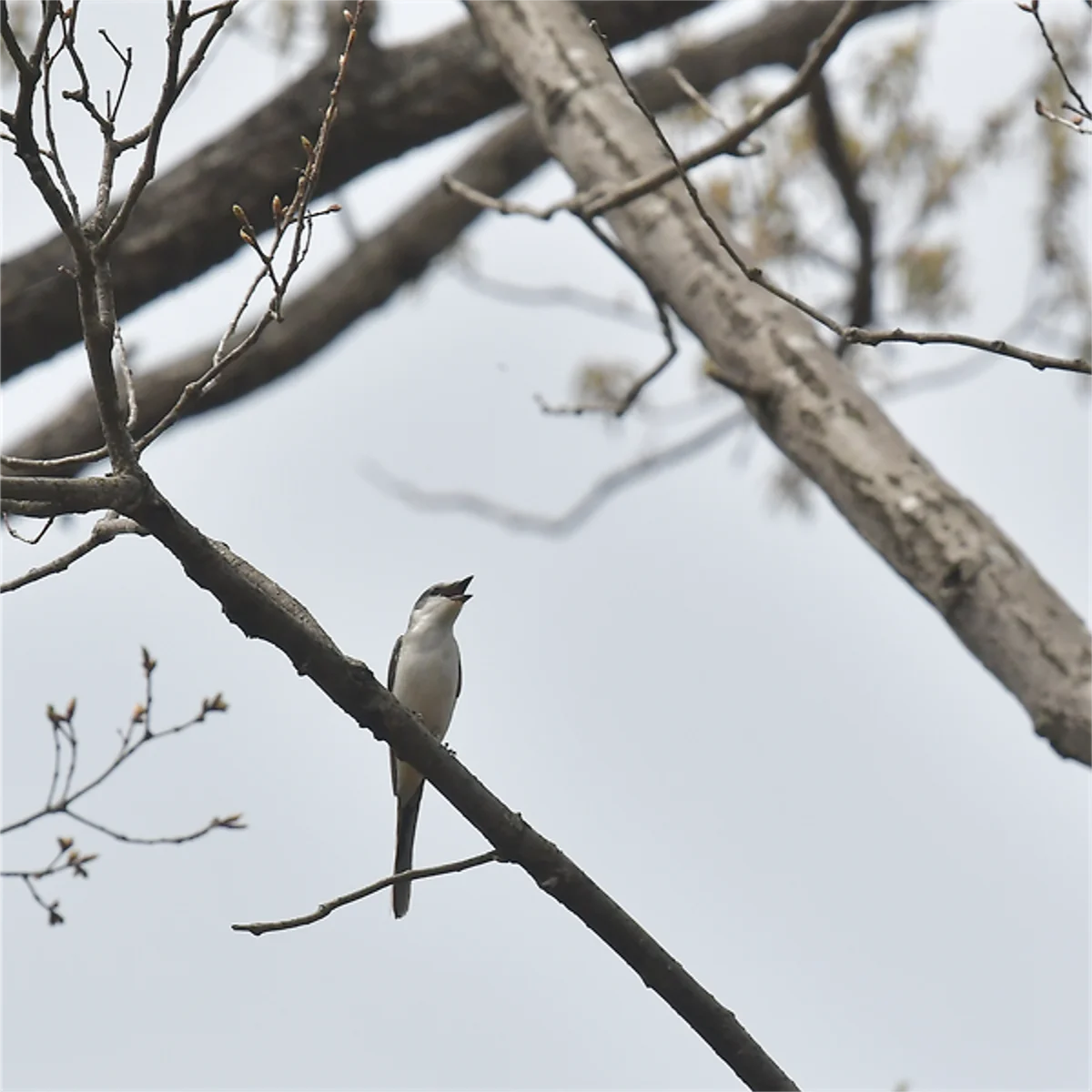 サンショウクイ