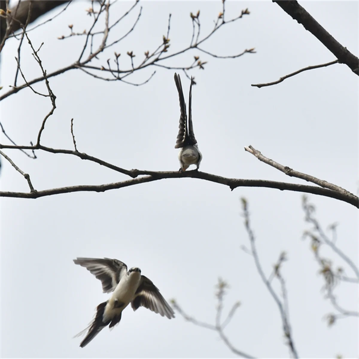 争うサンショウクイ