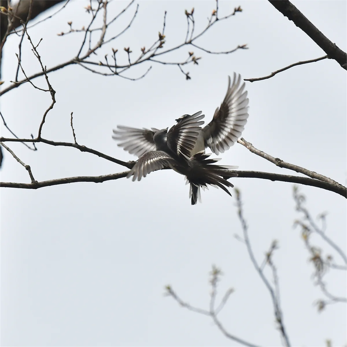 争うサンショウクイ