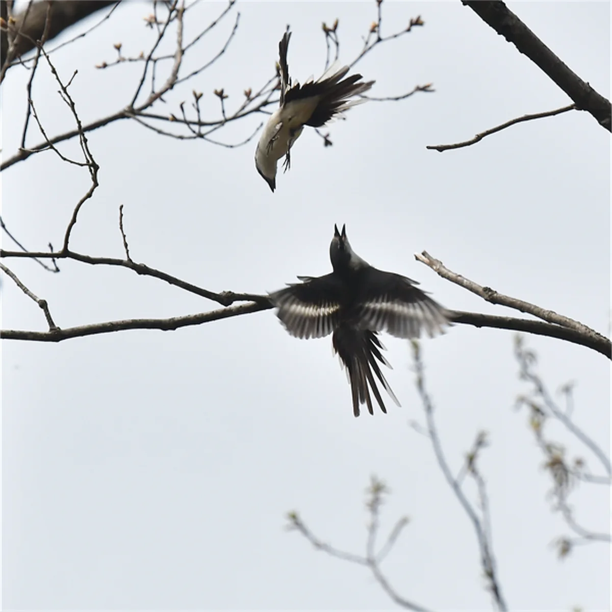 争うサンショウクイ