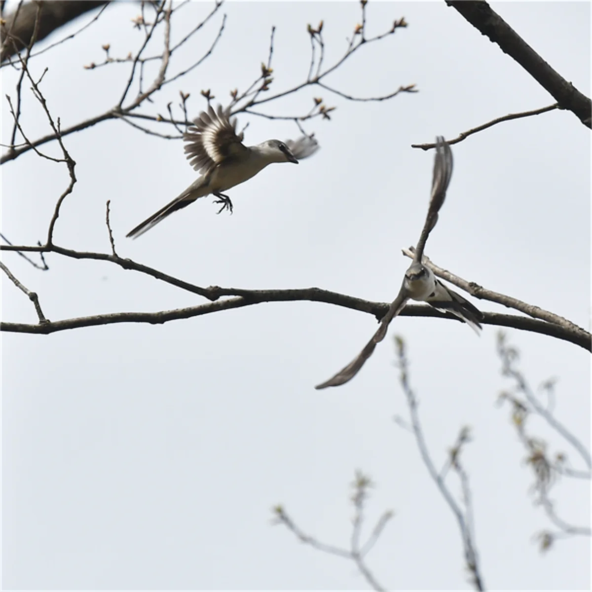 争うサンショウクイ