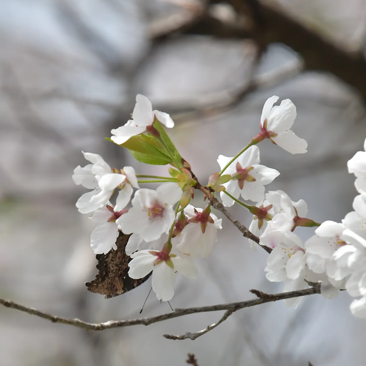 ソメイヨシノで吸蜜するルリタテハ
