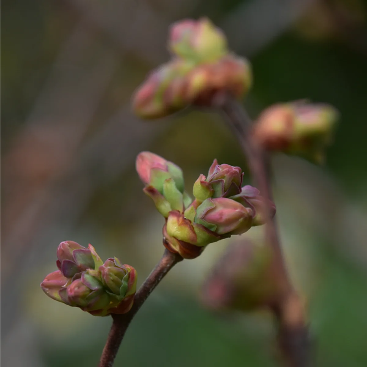 ブルーベリーつぼみ