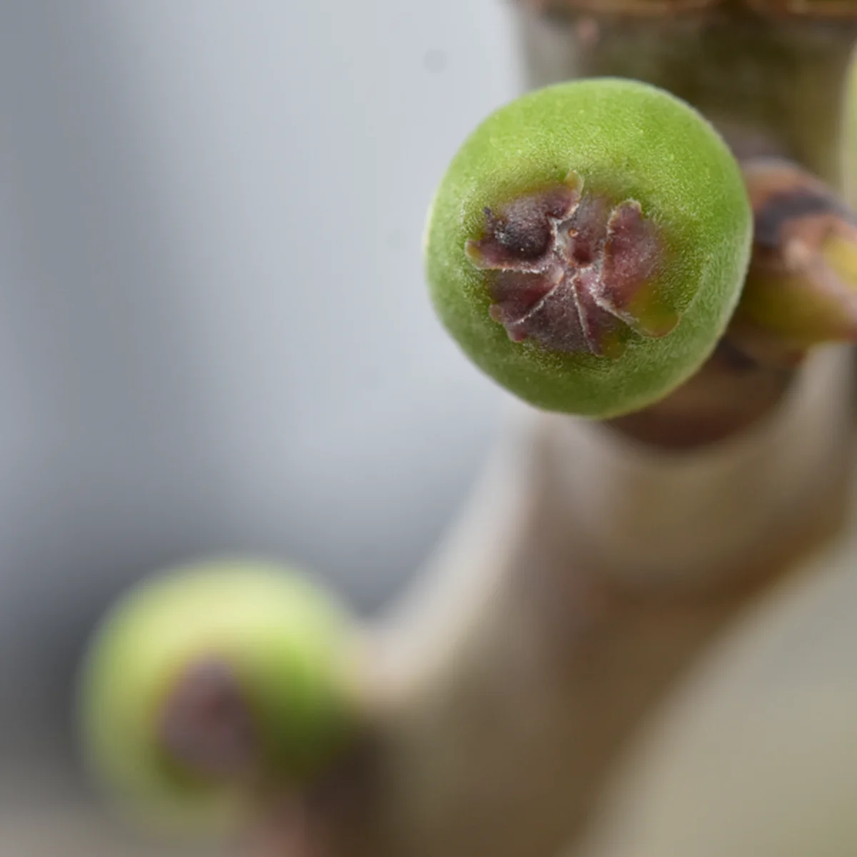 イチジクつぼみ（実）