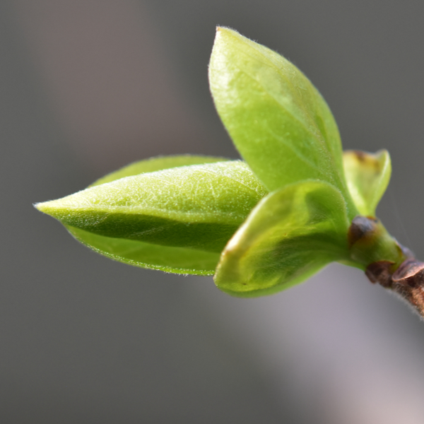 カキノキ若葉