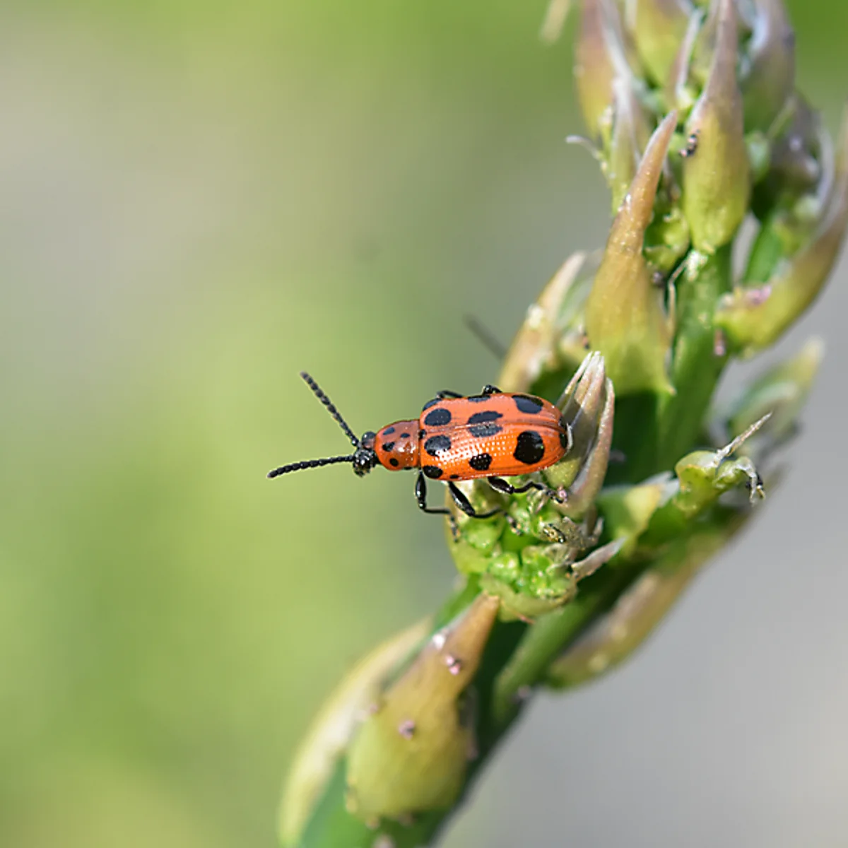 ジュウシホシクビナガハムシ