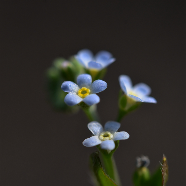 キュウリグサ