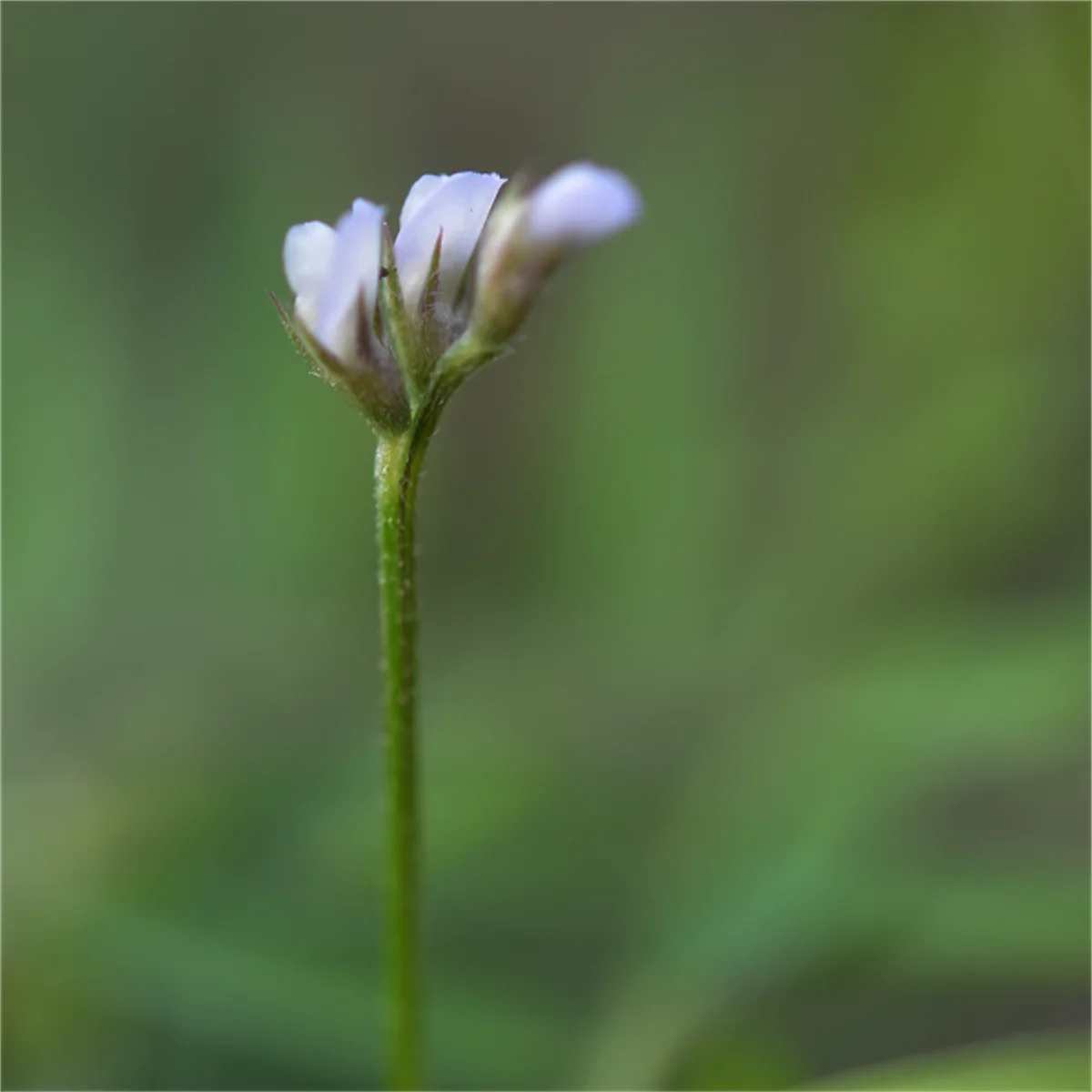 スズメノエンドウ