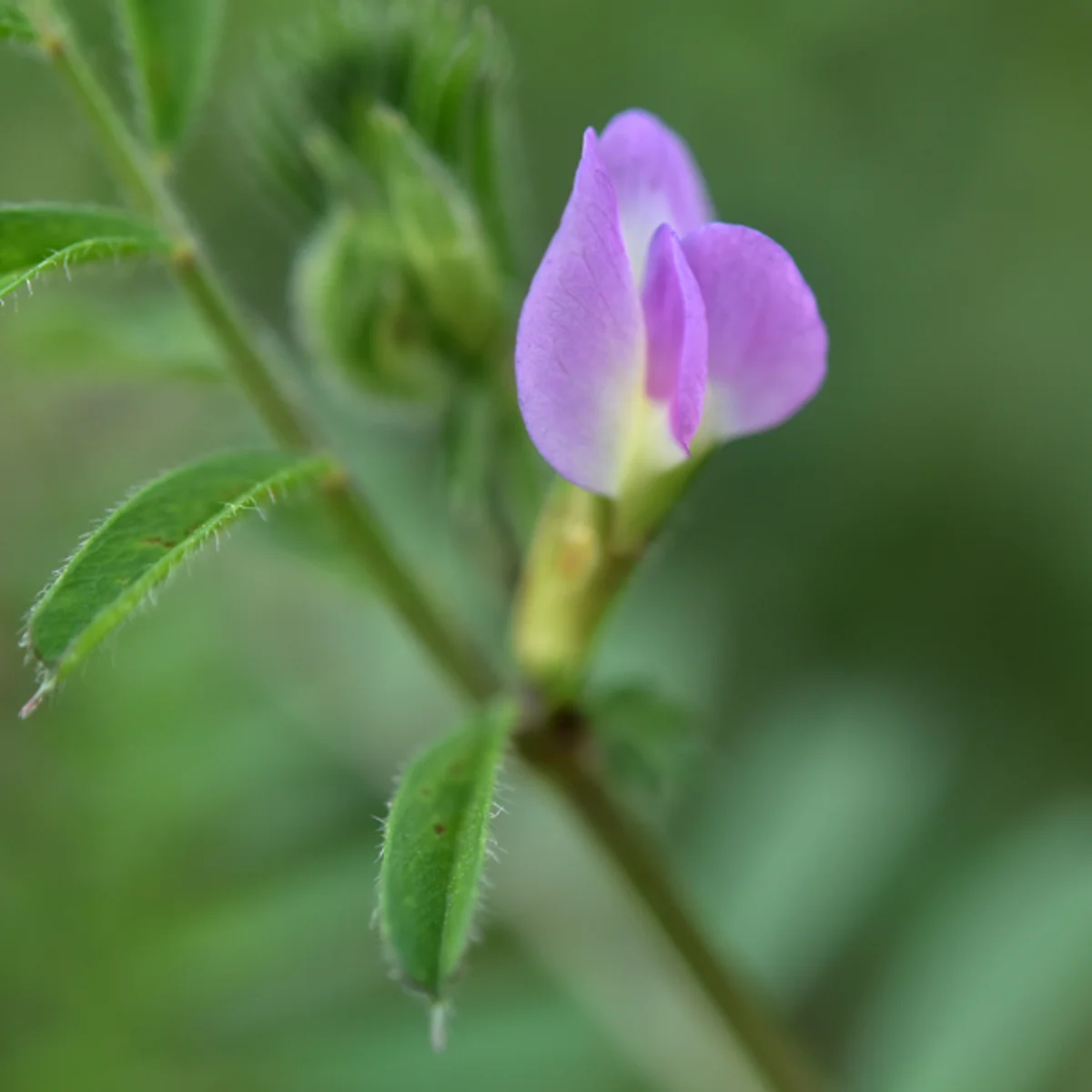 カラスノエンドウ