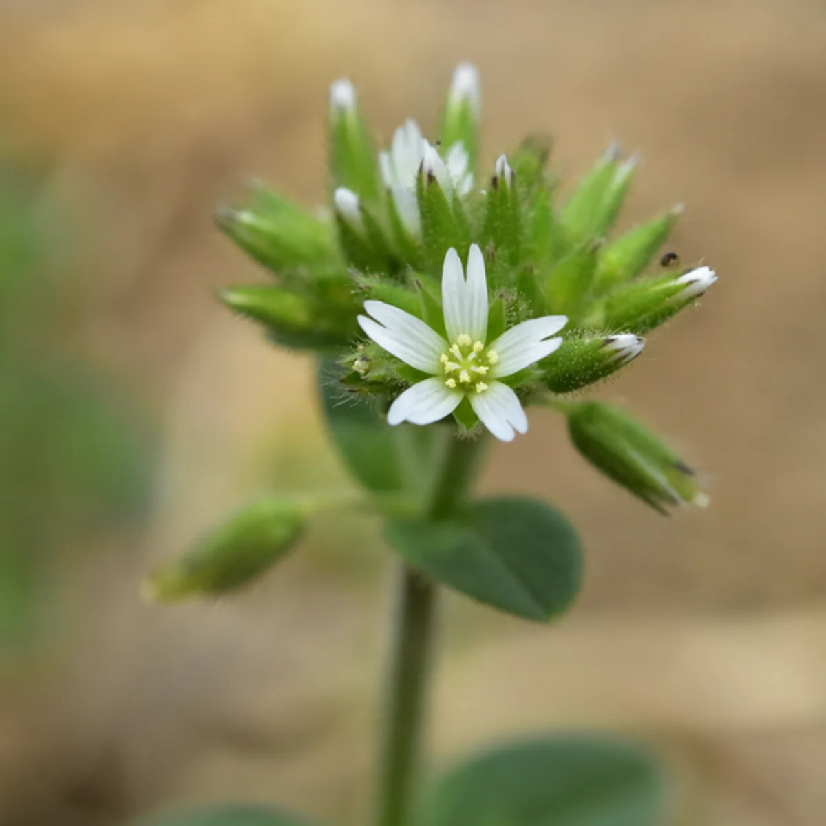 オランダミミナグサ