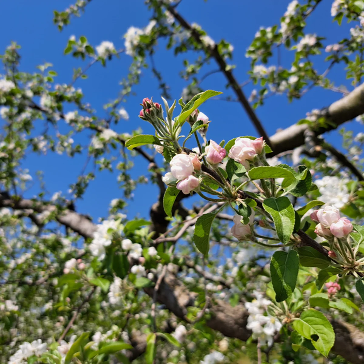 リンゴの花開きかけ