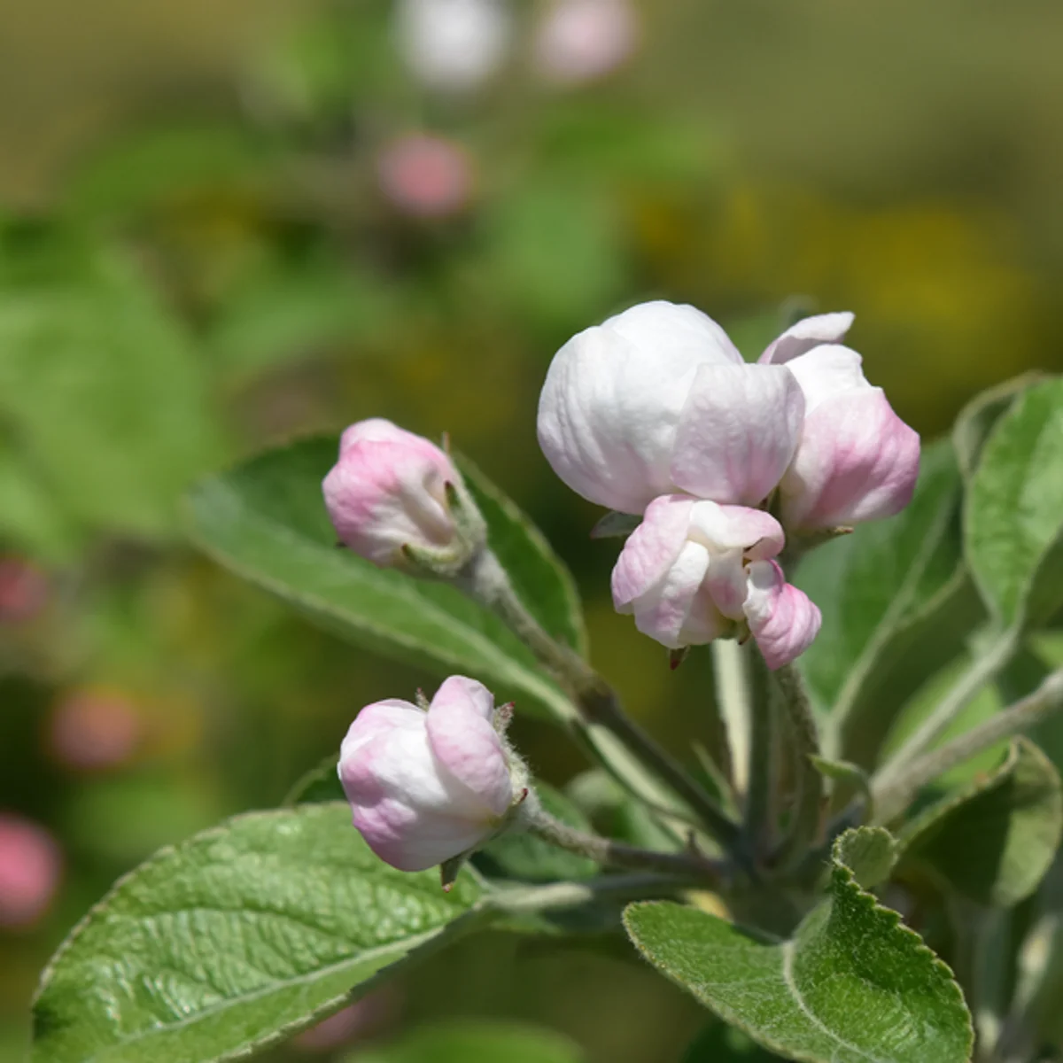 リンゴの花開きかけ