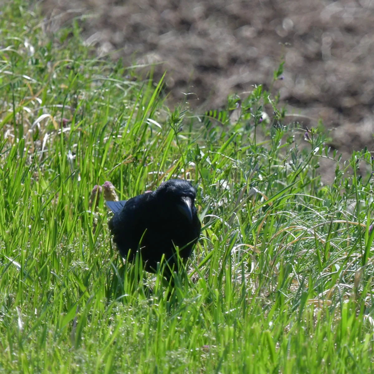 ハシボソガラス