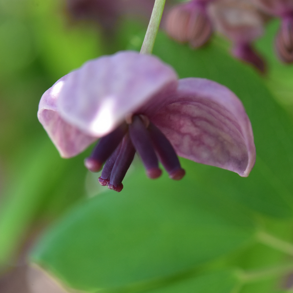 アケビ雌花