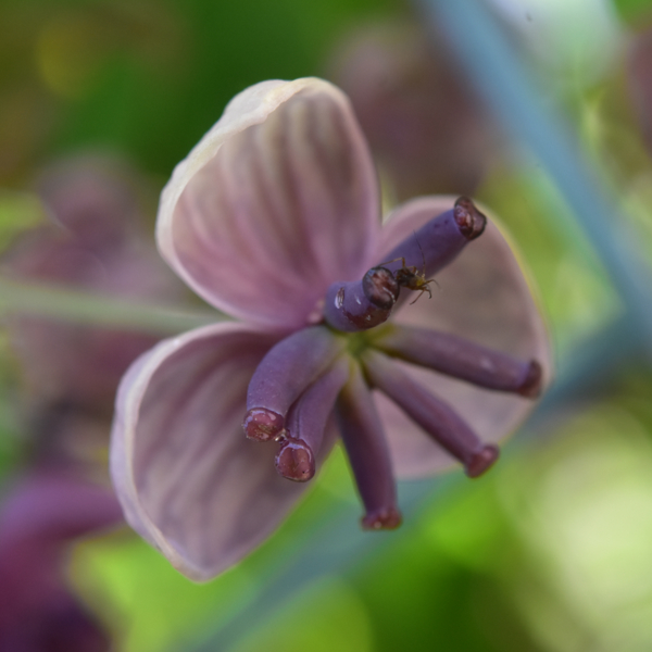 アケビ雌花