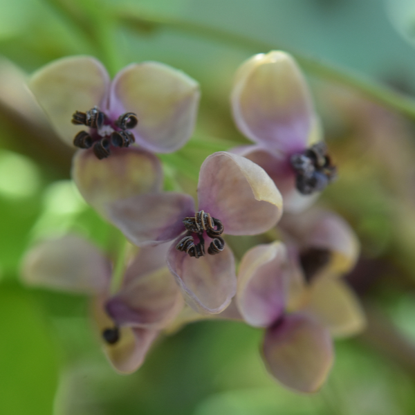 アケビ雄花