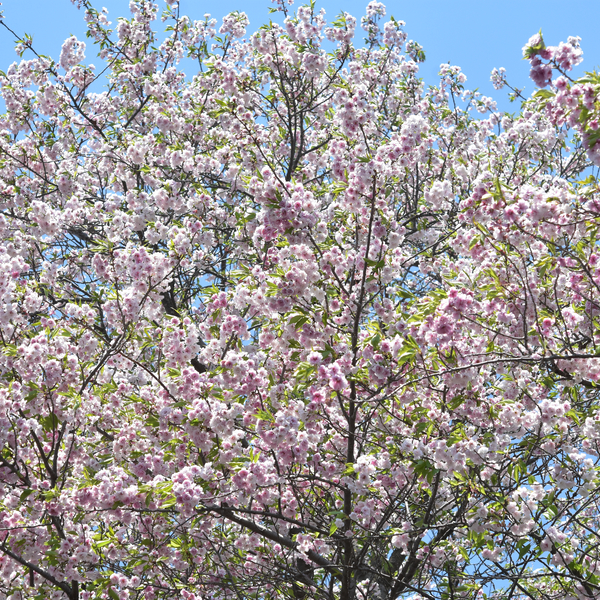 八重桜