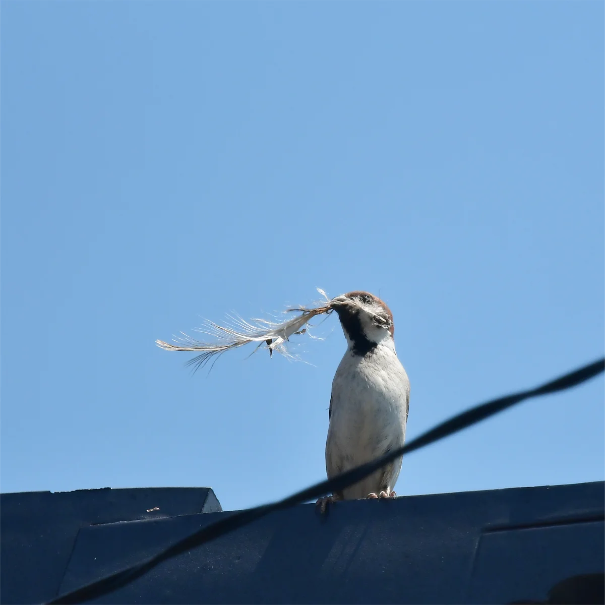 羽毛を運ぶスズメ