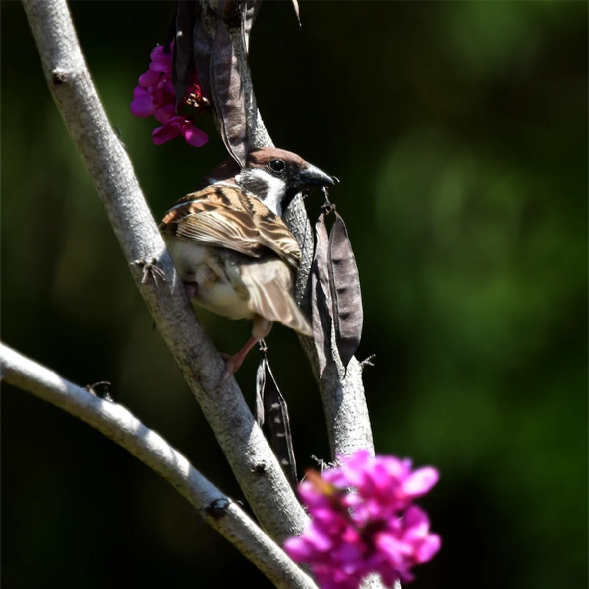 ハナズオウに止まるスズメ