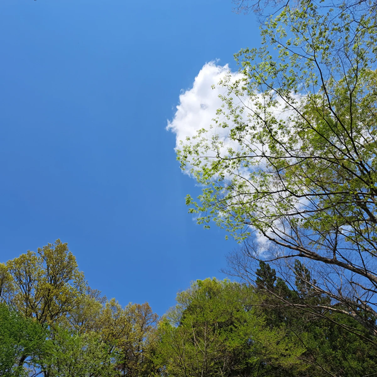 いつもの近所の森