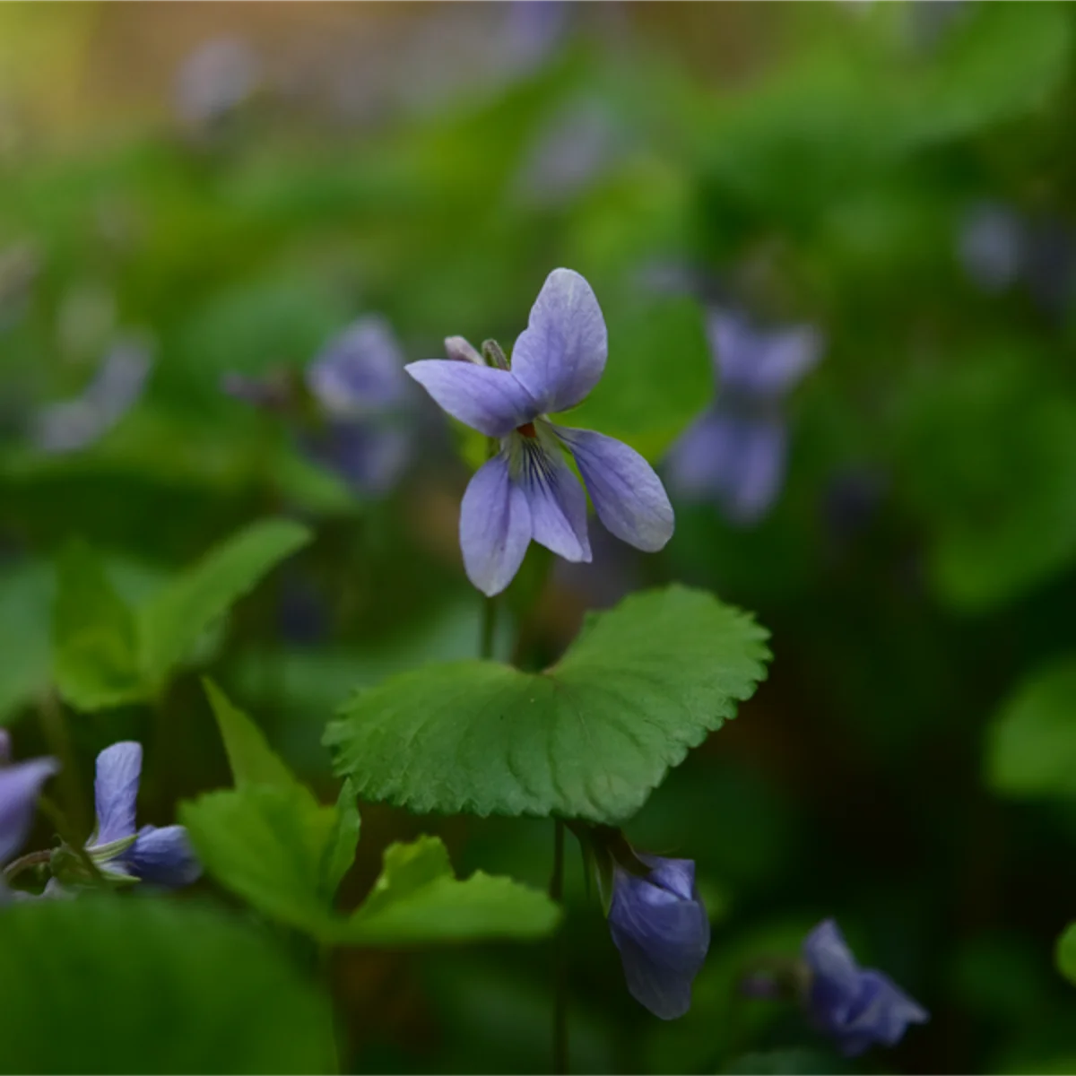 タチツボスミレ