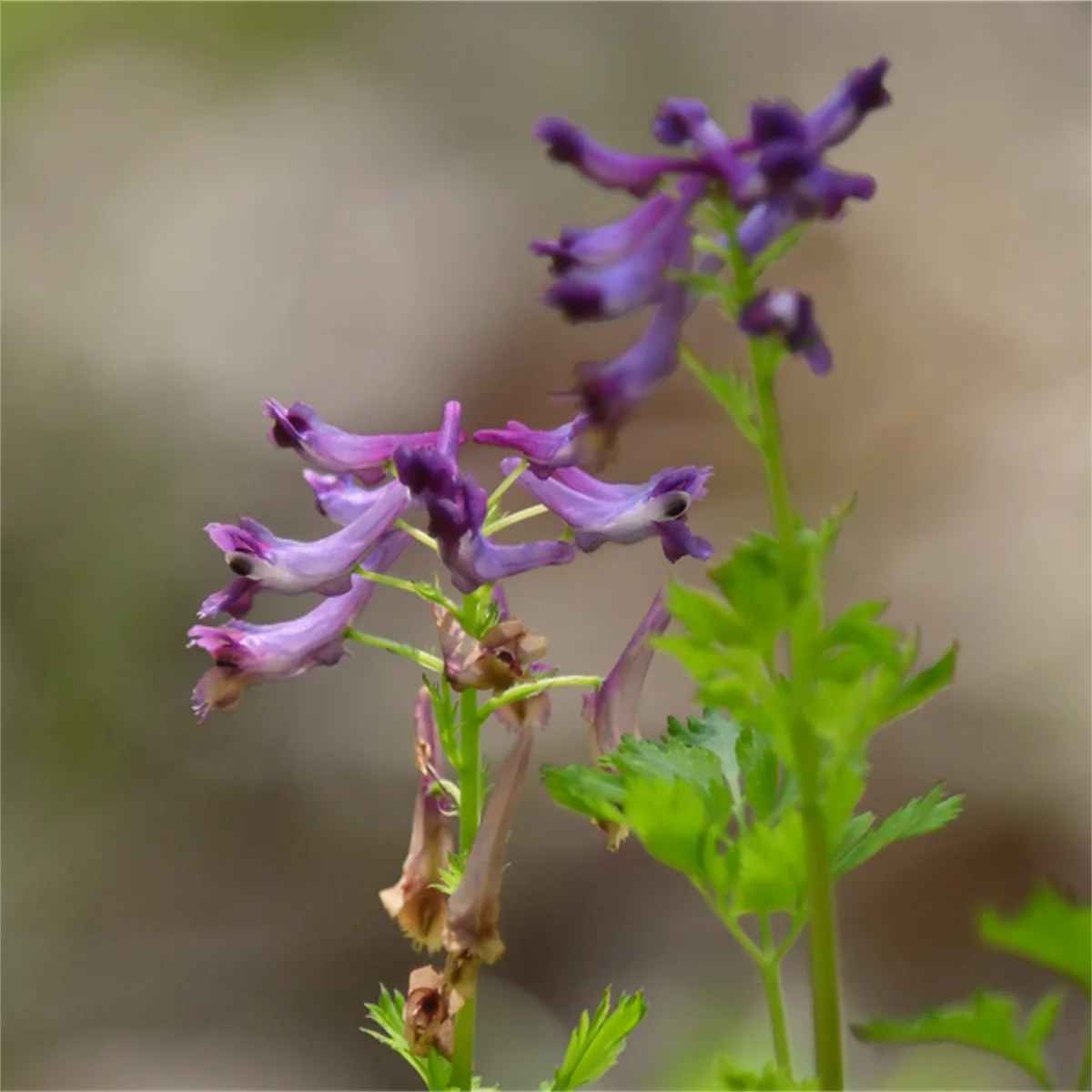 ムラサキケマン