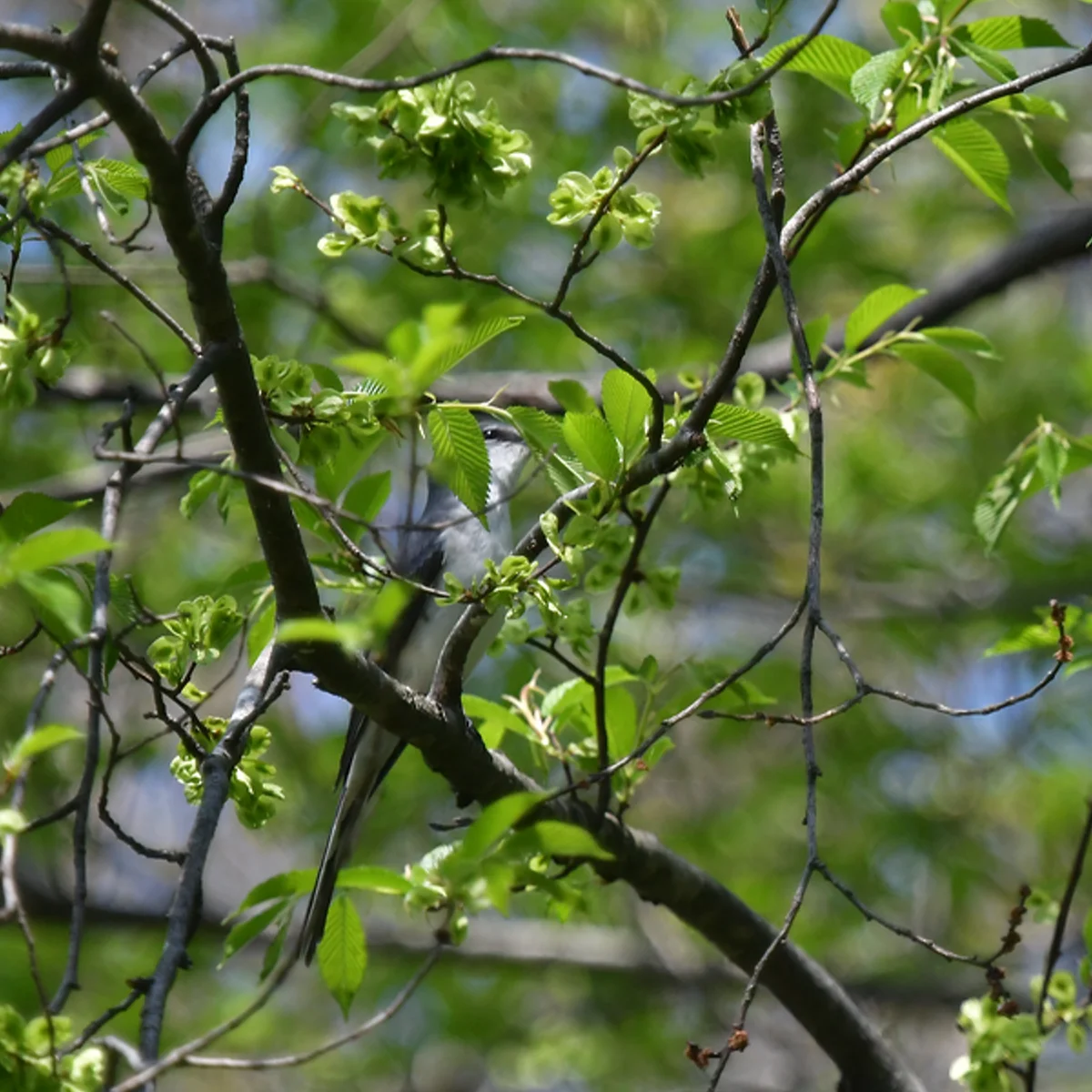 サンショウクイ