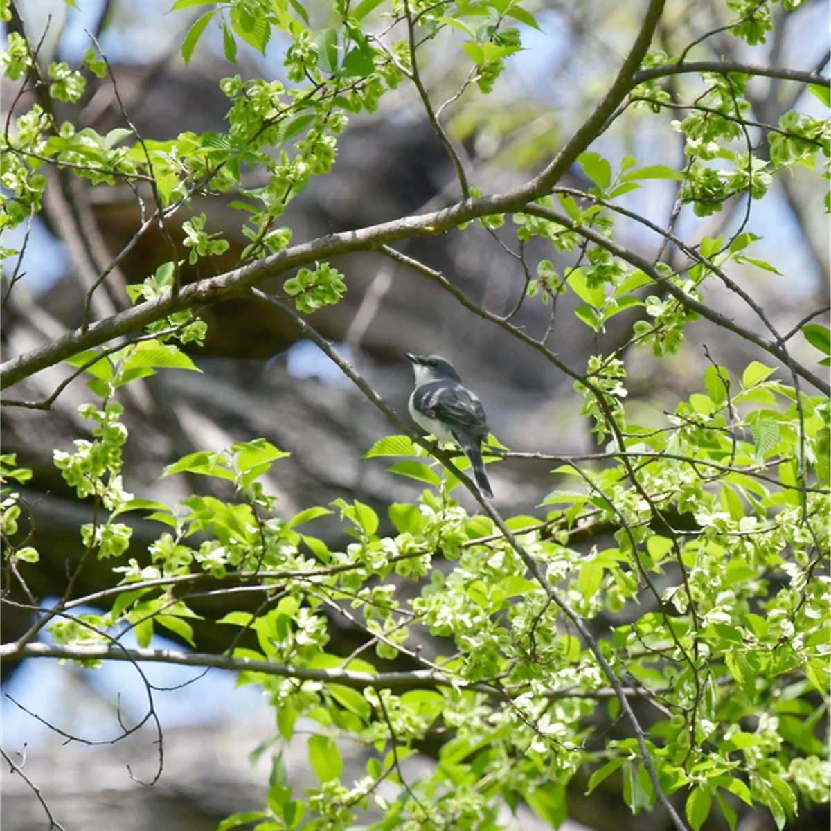 サンショウクイ
